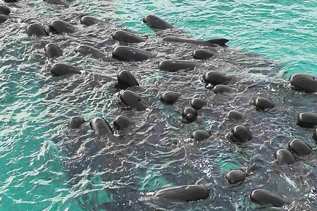 Sacrifican 43 Ballenas Piloto Varadas en Playa de Australia