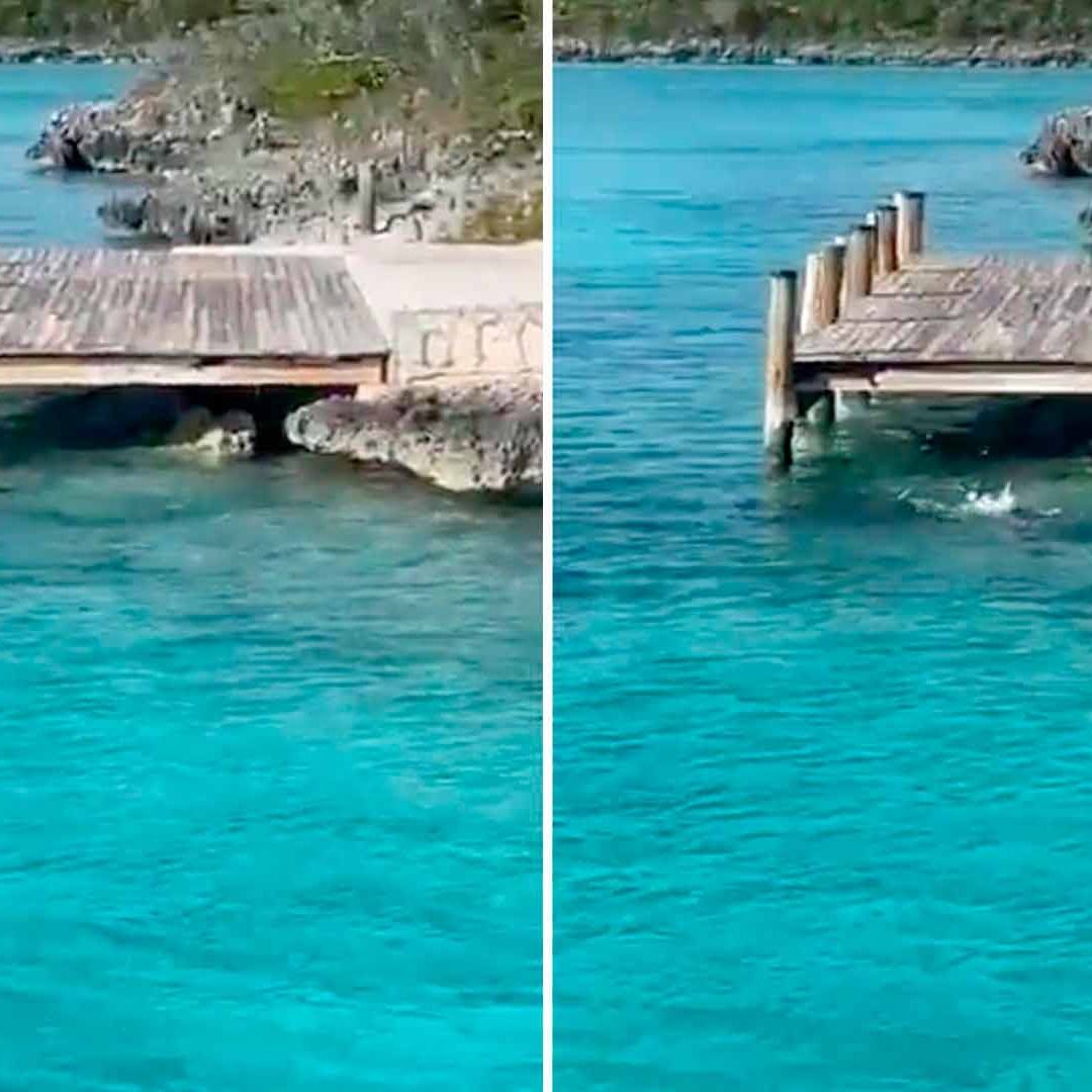 Video: Perro contra Tiburón; así fue el encuentro