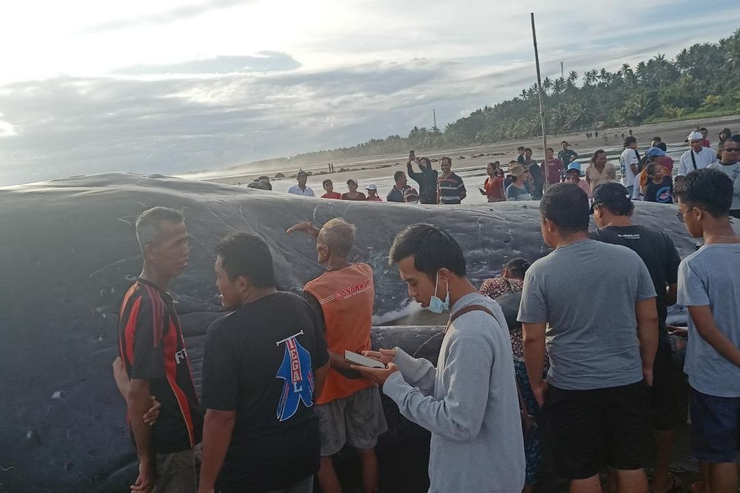 Hallan tercer ballena muerta en Bali en poco más de una semana