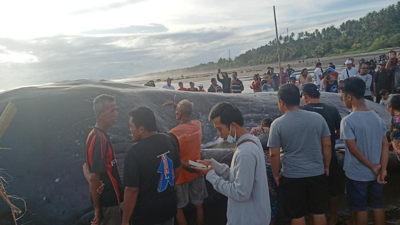 Hallan tercer ballena muerta en Bali en poco más de una semana