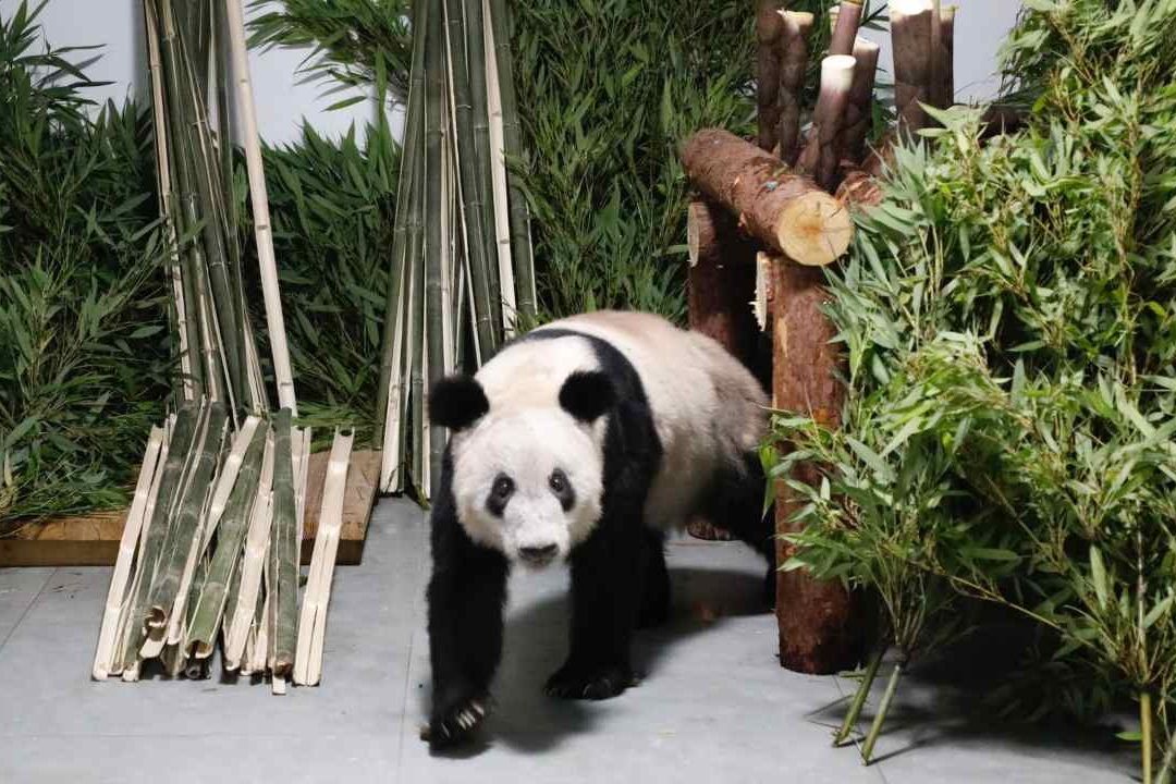 Panda gigante Ya Ya vuelve al zoológico de Beijing, China