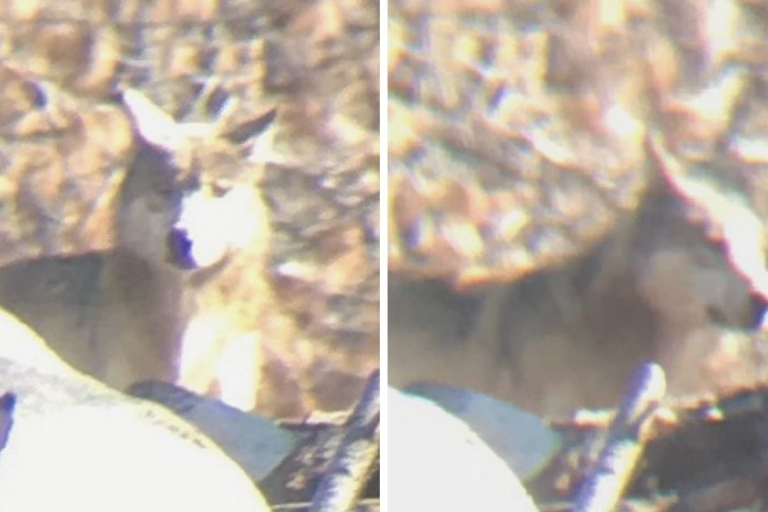 Ven lobos grises en California tras creer extinta la especie por la caza
