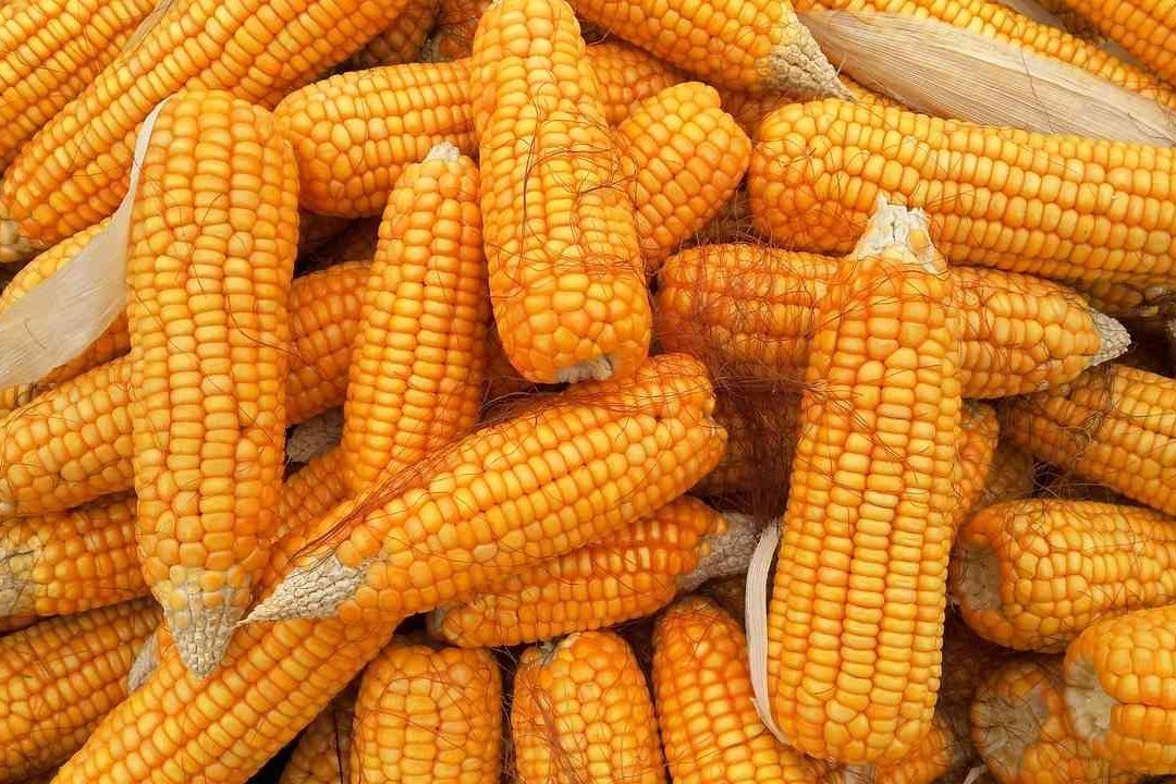 Canadá se une a EUA en lucha contra México por maíz transgénico