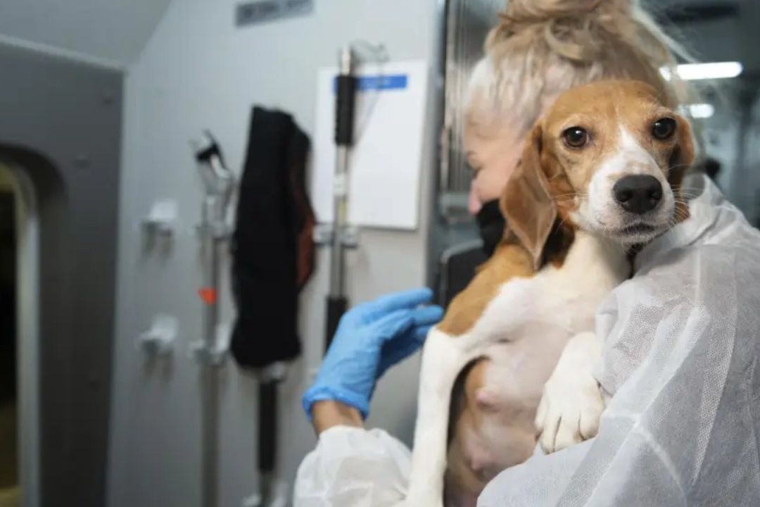Rescatan a un beagle que iba a ser vendido a laboratorios de experimentación con animales