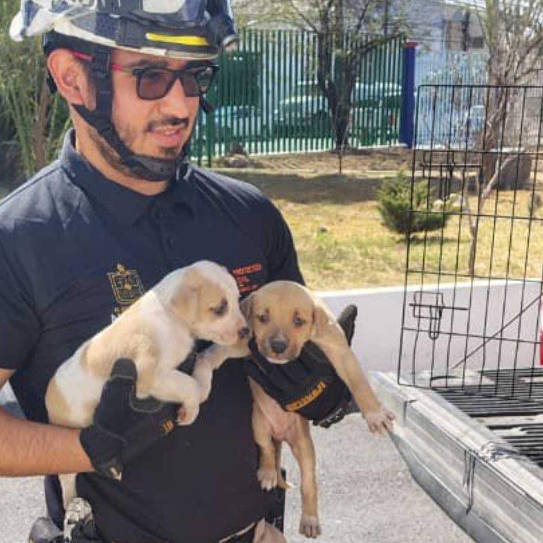 Cachorros rescatados de terreno