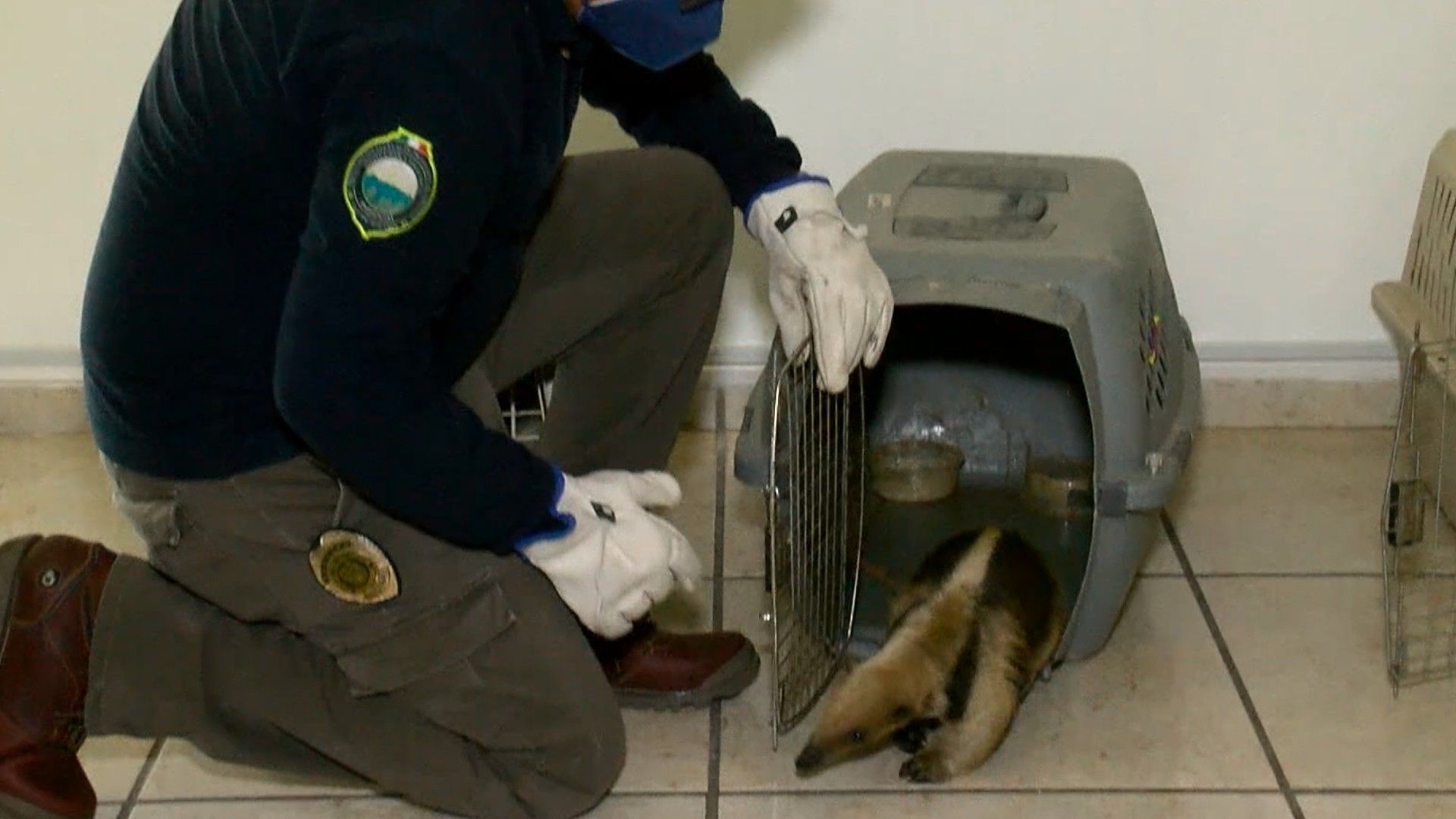 La Profepa aseguró 44 animales silvestres en un predio de Jaltomate, Aguascalientes