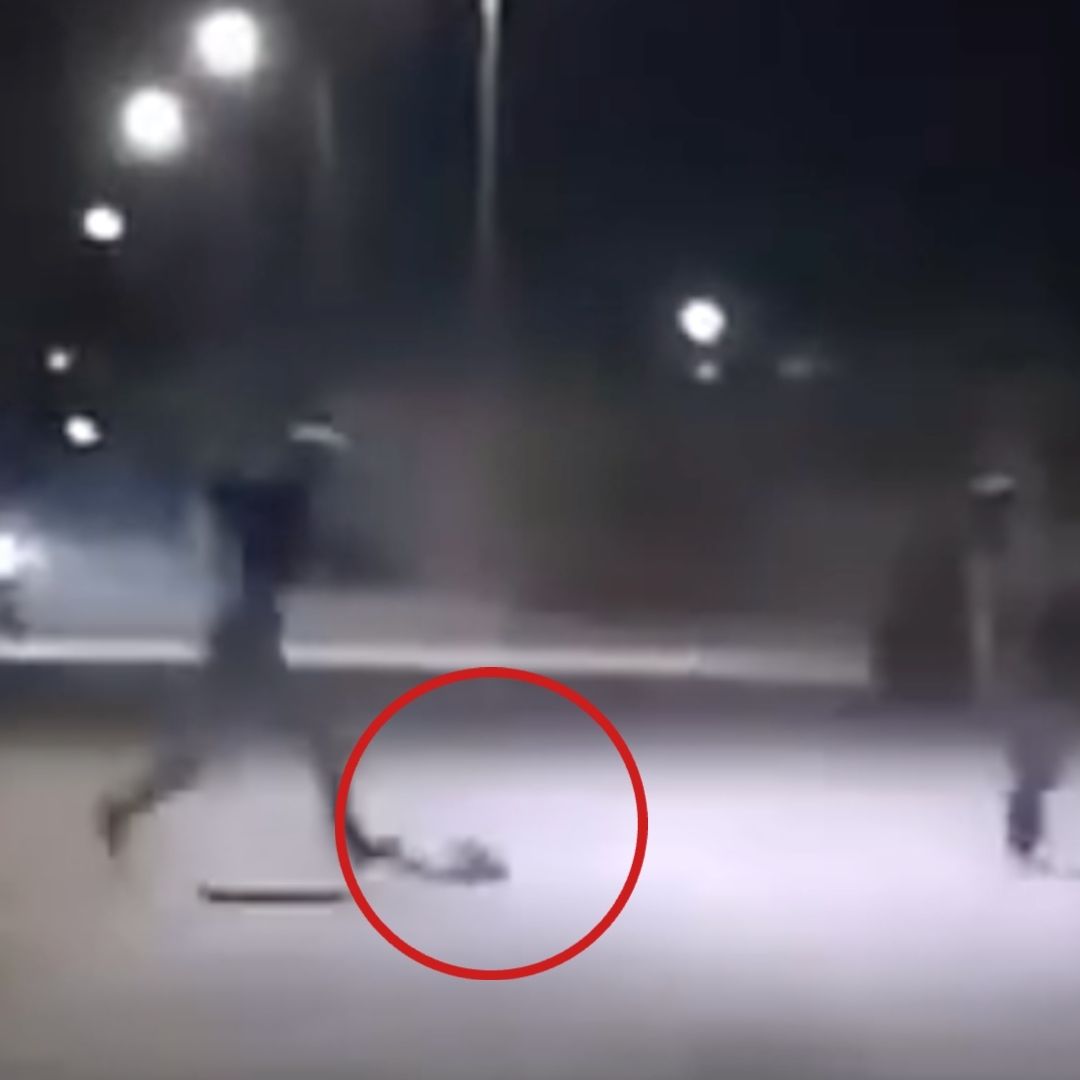 Agreden hasta la muerte a tlacuache en Zacatecas