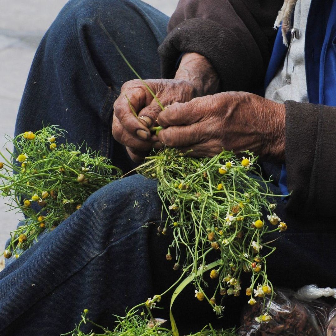 ¿Cuáles son las Plantas Medicinales más Comunes en CDMX y Para Qué Sirven?