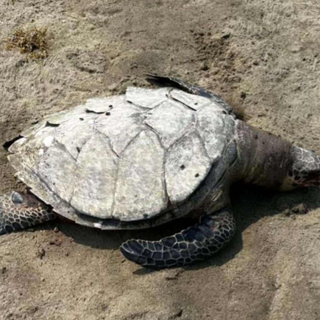 tortuga carey muerta en playa de Veracruz