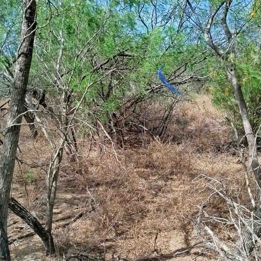 Colectivo de Búsqueda en Reynosa Localiza Múltiples Fragmentos Óseos en Reynosa