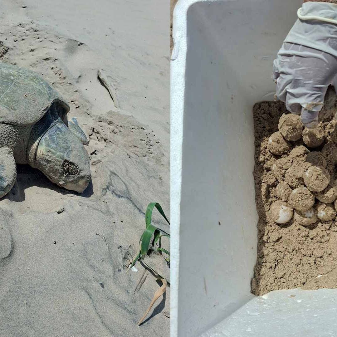 Tortuga Lora Arriba a Playa Miramar y Bagdad en Tamaulipas por Temporada de Anidación