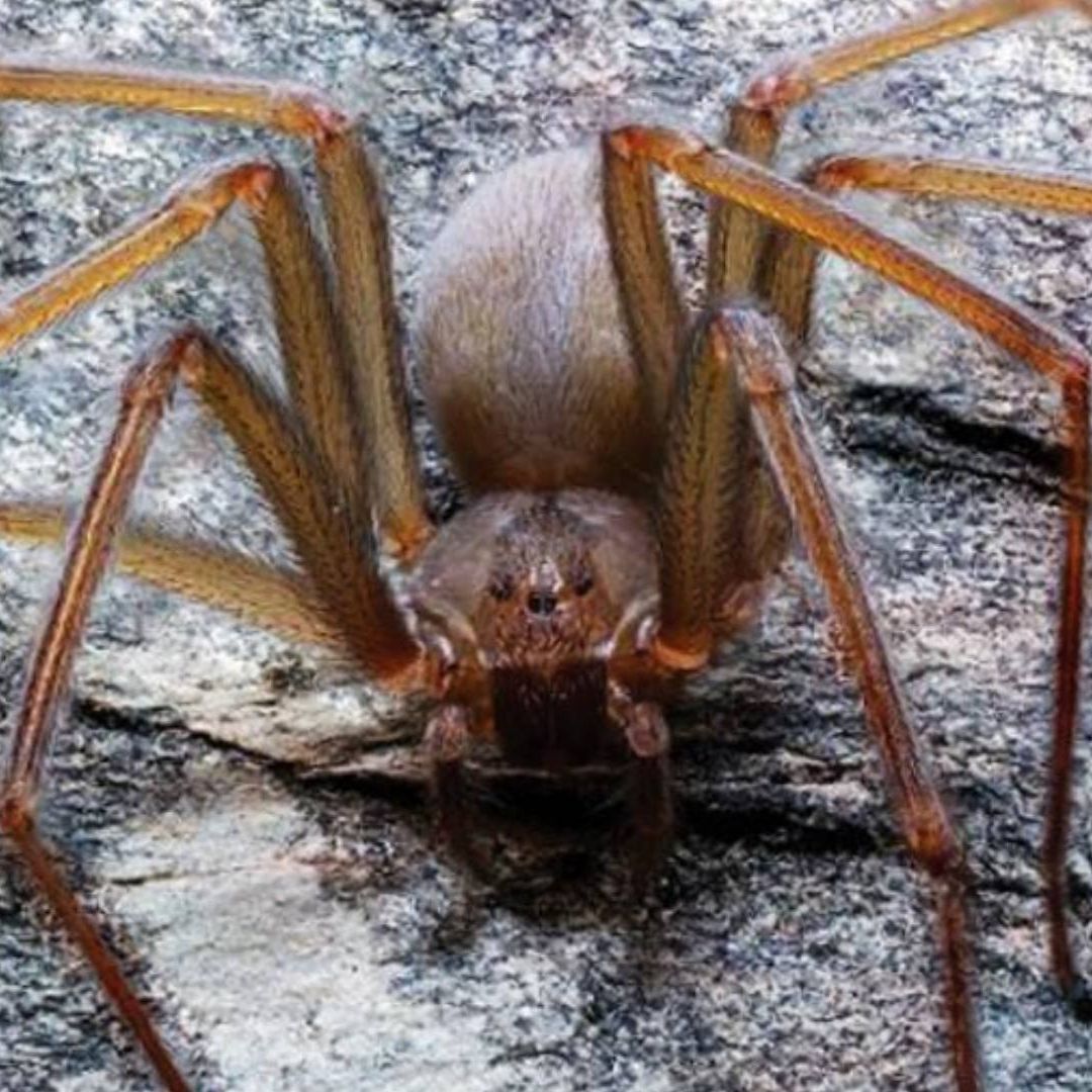 Hospitales con antídoto por araña violinista en CDMX
