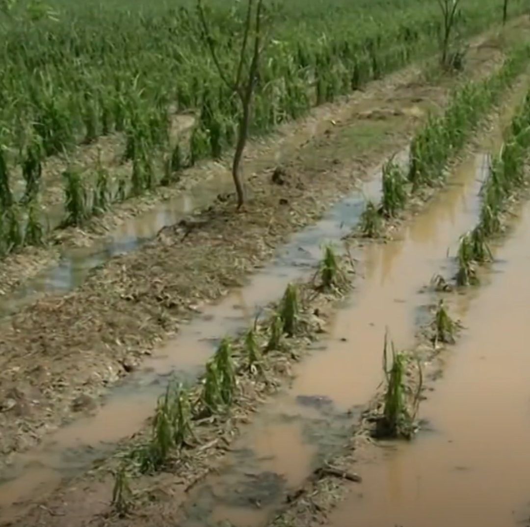 Granizadas Afectan Campos de Cultivo en Hidalgo que se Recuperaban de Inundaciones de 2025