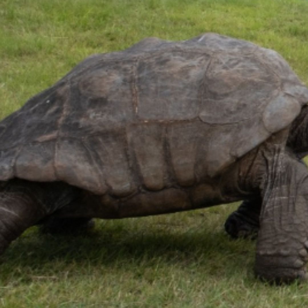 ¿Murió Jonathan, la Tortuga Más Longeva? Mensaje por Estado de Salud Alerta al Mundo