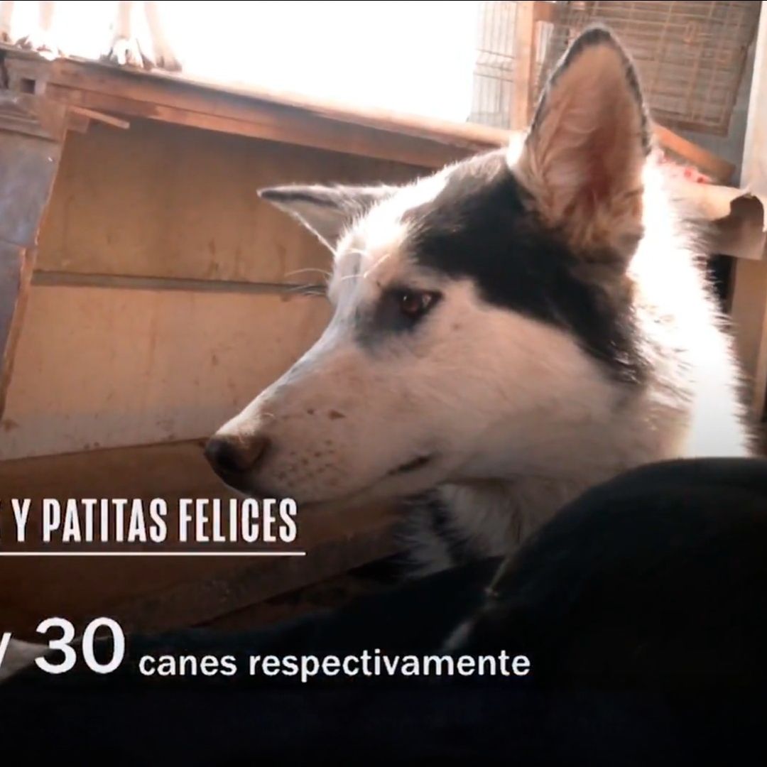 Perros rescatados permanecen en un refugio ante la falta de apoyo oficial en CDMX