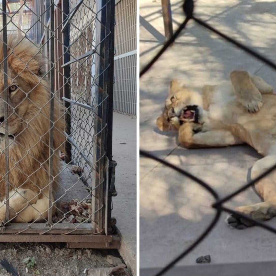 Aseguran a Dos Leones que Estaban en una Finca en Celaya Guanajuato