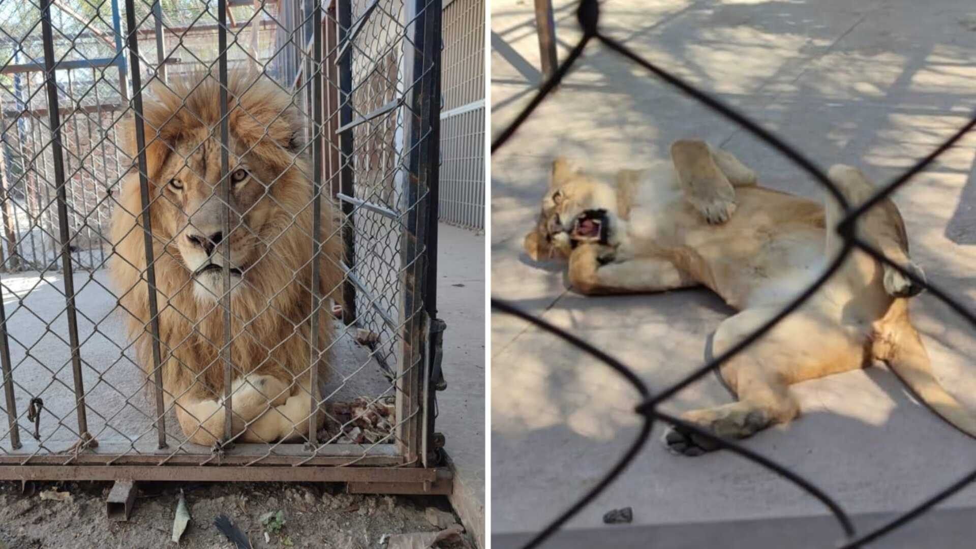 Aseguran a Dos Leones que Estaban en una Finca en Celaya Guanajuato