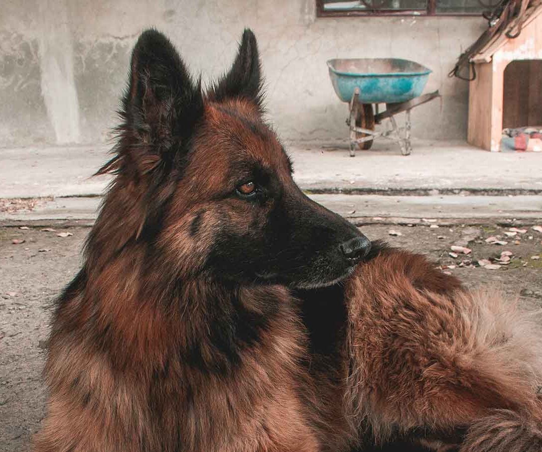 ¿Mutantes? Radiación Afectó Genética de Perros en Chernóbil