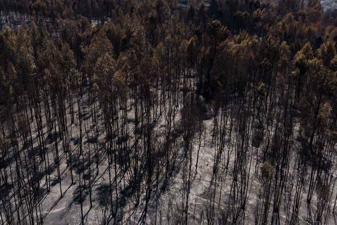 Los incendios forestales en Chile entraron en fase de contención; suman 25 muertos