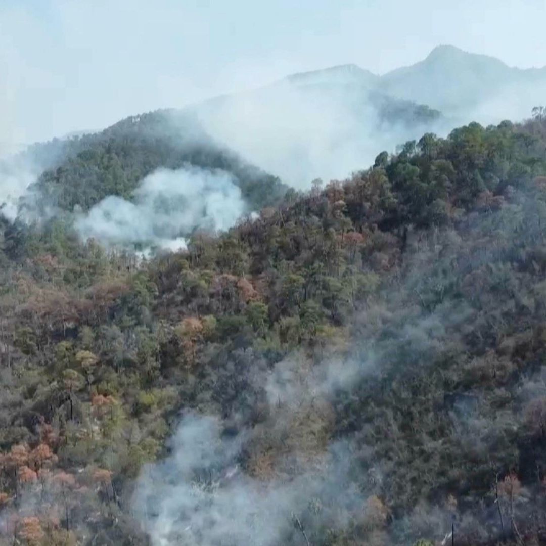 Incendio Forestal: Fuego Consume 15 Hectáreas de Área Protegida de la Mariposa Monarca en Tamaulipas
