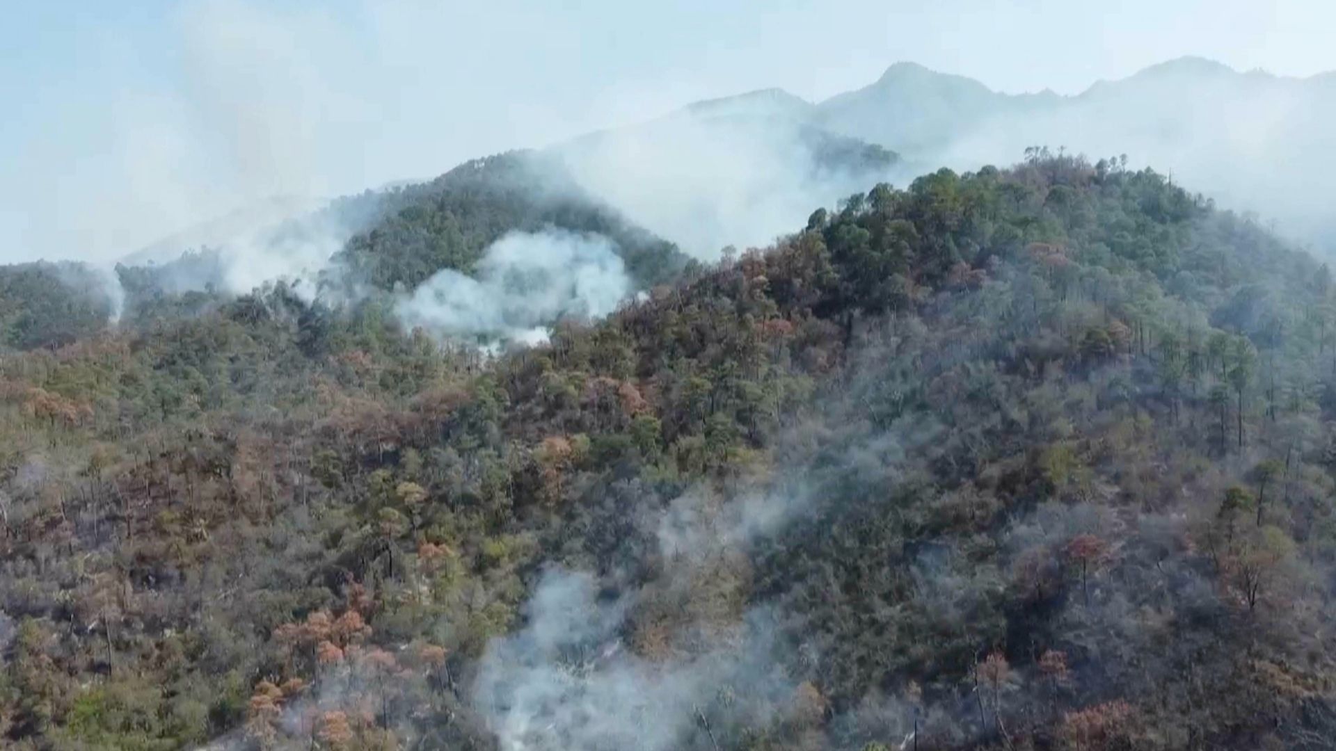 Incendio Forestal: Fuego Consume 15 Hectáreas de Área Protegida de la Mariposa Monarca en Tamaulipas