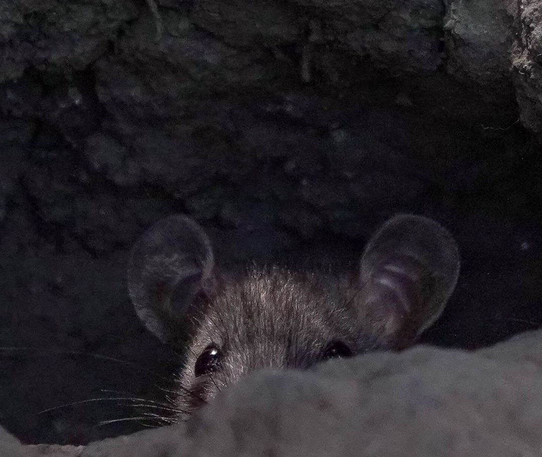 Las ratas invaden el primer cuadro de la Ciudad de México
