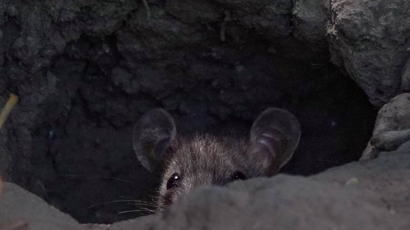 Las ratas invaden el primer cuadro de la Ciudad de México