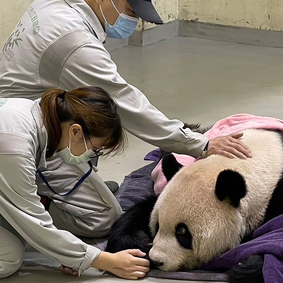 Este viernes 17 de noviembre de 2022, Tuan Tuan, uno de los dos pandas gigantes que China regaló a Taiwán, murió.