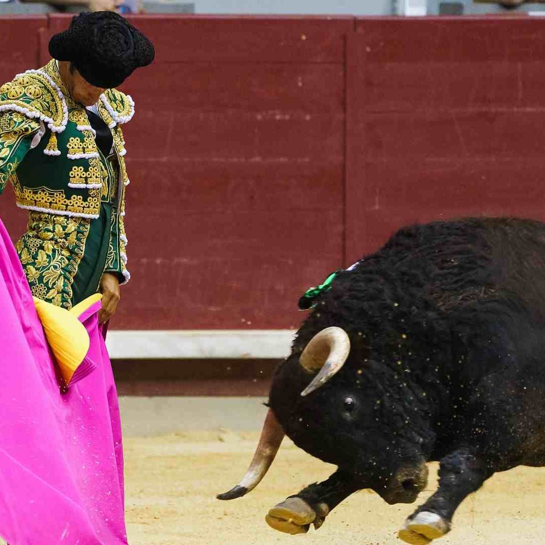 El gobierno de España se verá obligado a incluir las corridas de toros en un plan de "bonos culturales"