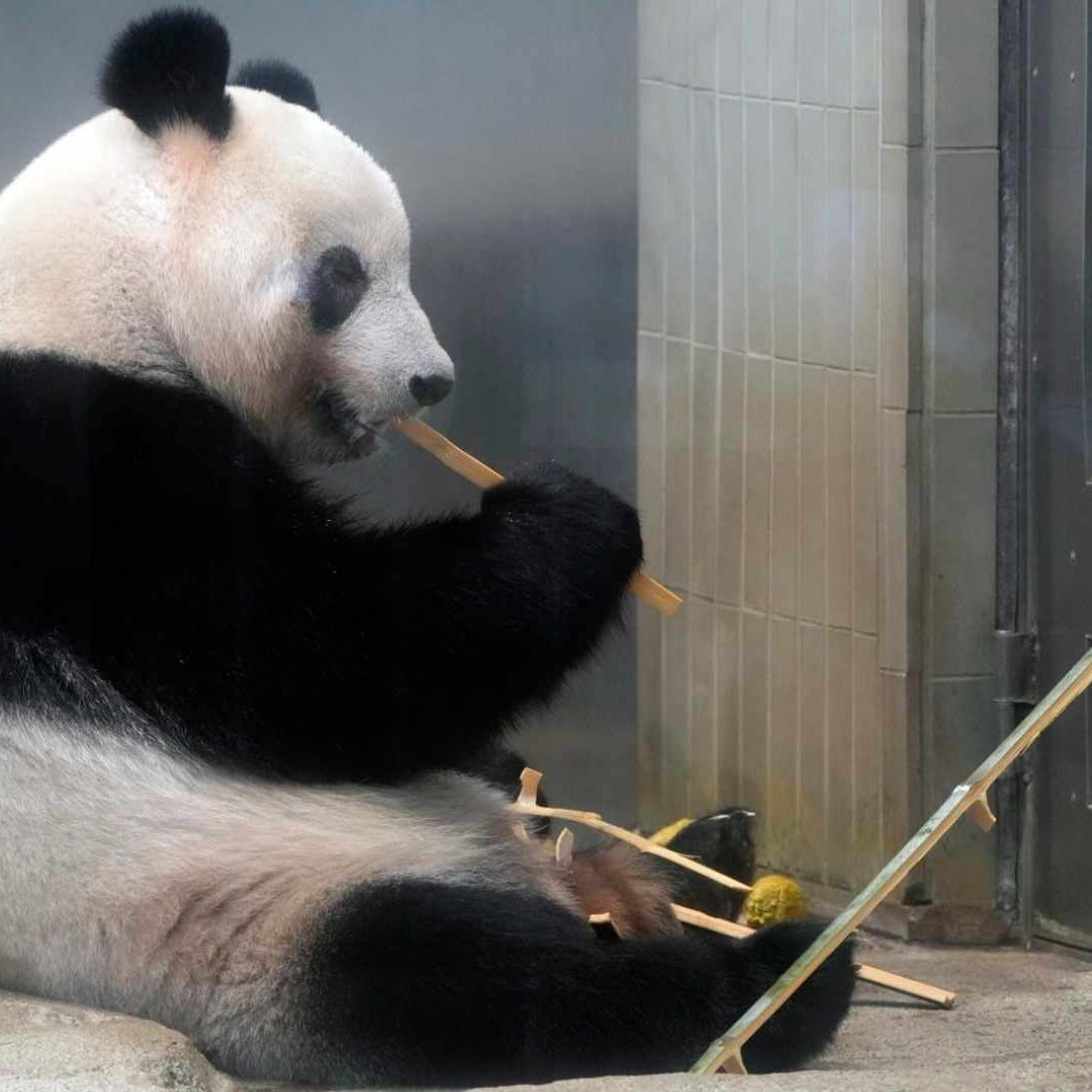 Xiang Xiang regresa a China a buscar novio