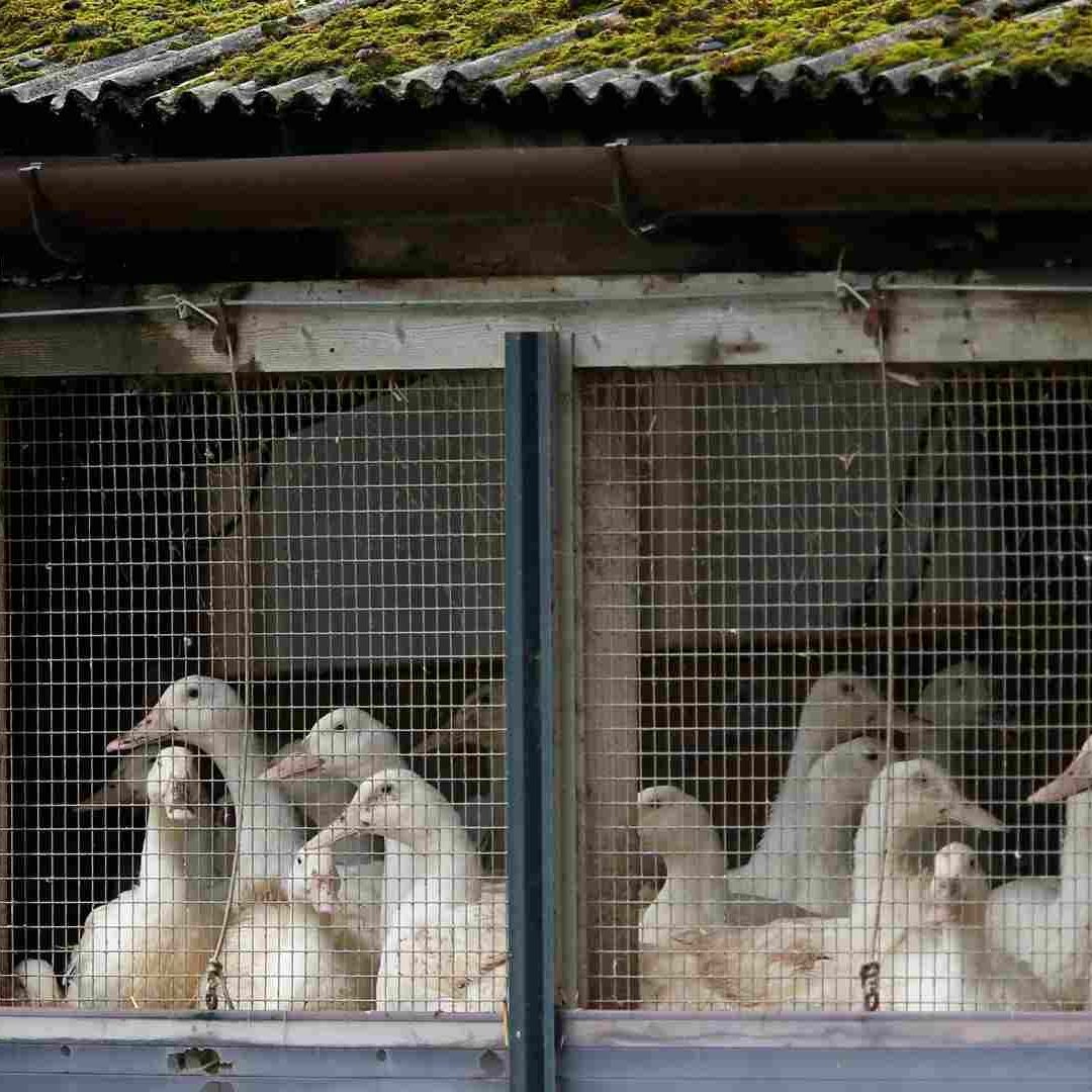 China Detecta un Caso de Gripe Aviar H3N8 en Humanos