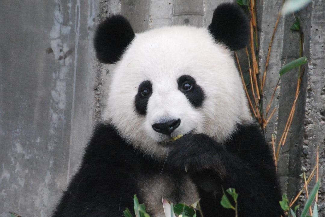 La decisión del Zoológico de Nanjing, China, ha suscitado un encendido debate en las redes sociales donde algunos criticaron la actuación del cuidador, y otros como medida excesiva.