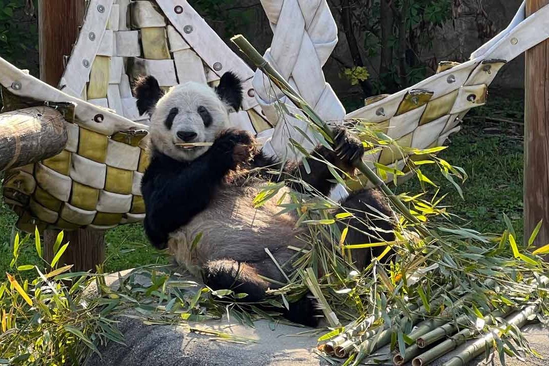 La panda Ya Ya regresó a China después de 20 años en Memphis, EU