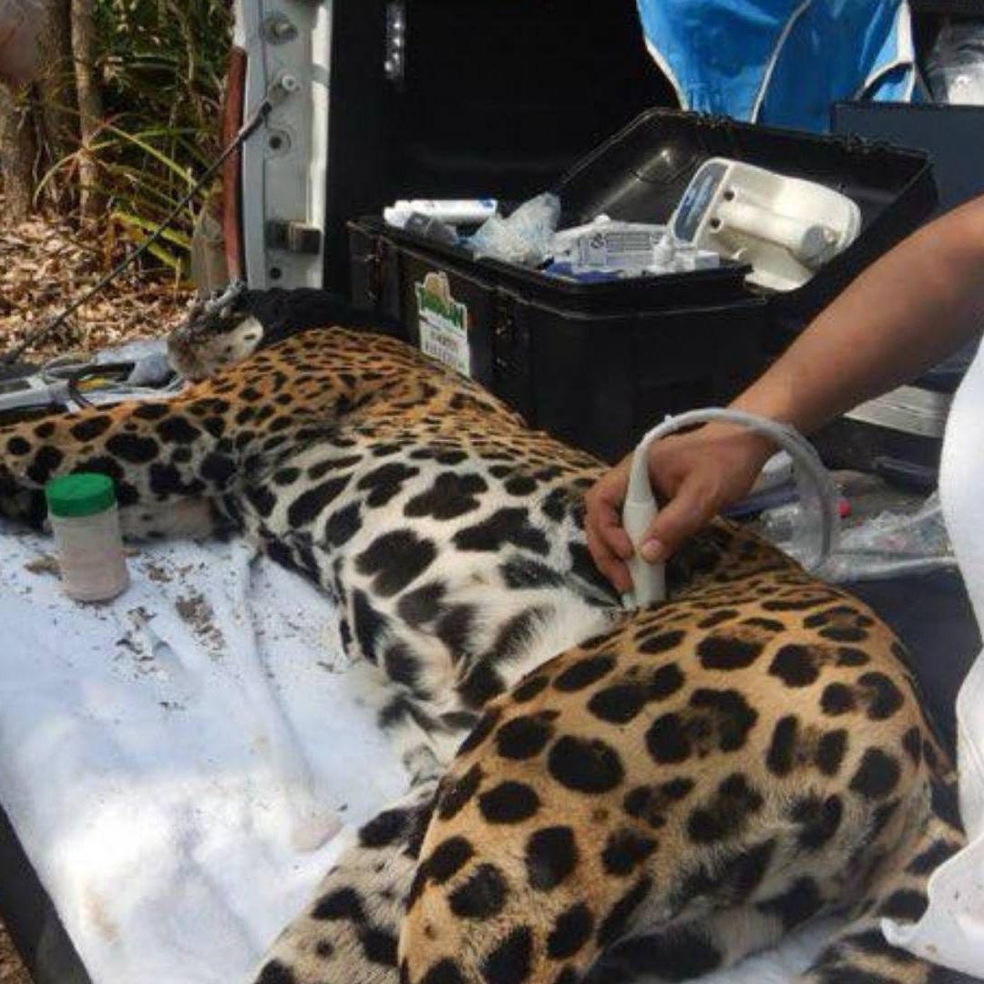 Rescatan y Liberan a “Adelita”, Jaguar Recapturada en Rancho de Llera, Tamaulipas