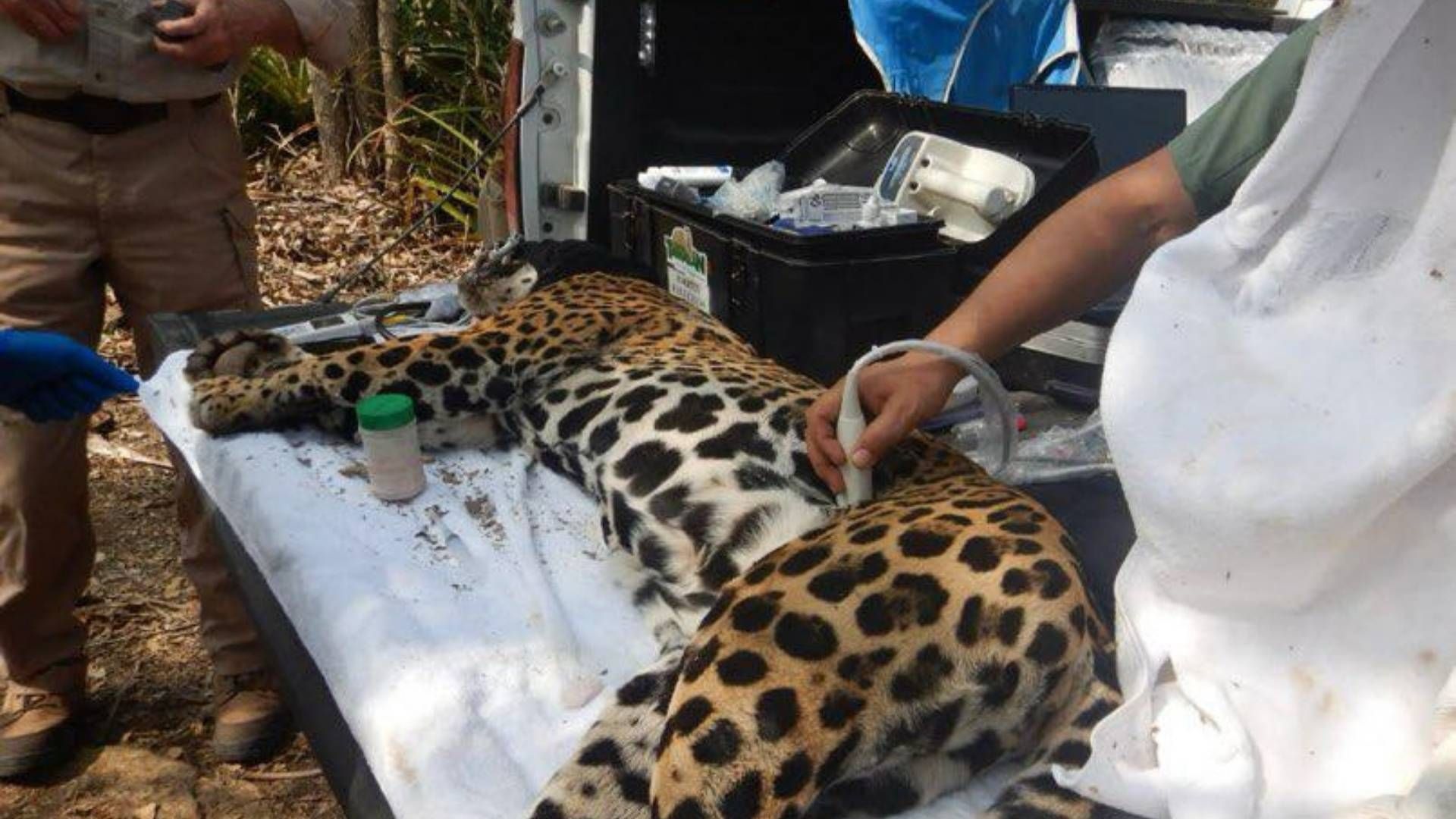 Rescatan y Liberan a “Adelita”, Jaguar Recapturada en Rancho de Llera, Tamaulipas