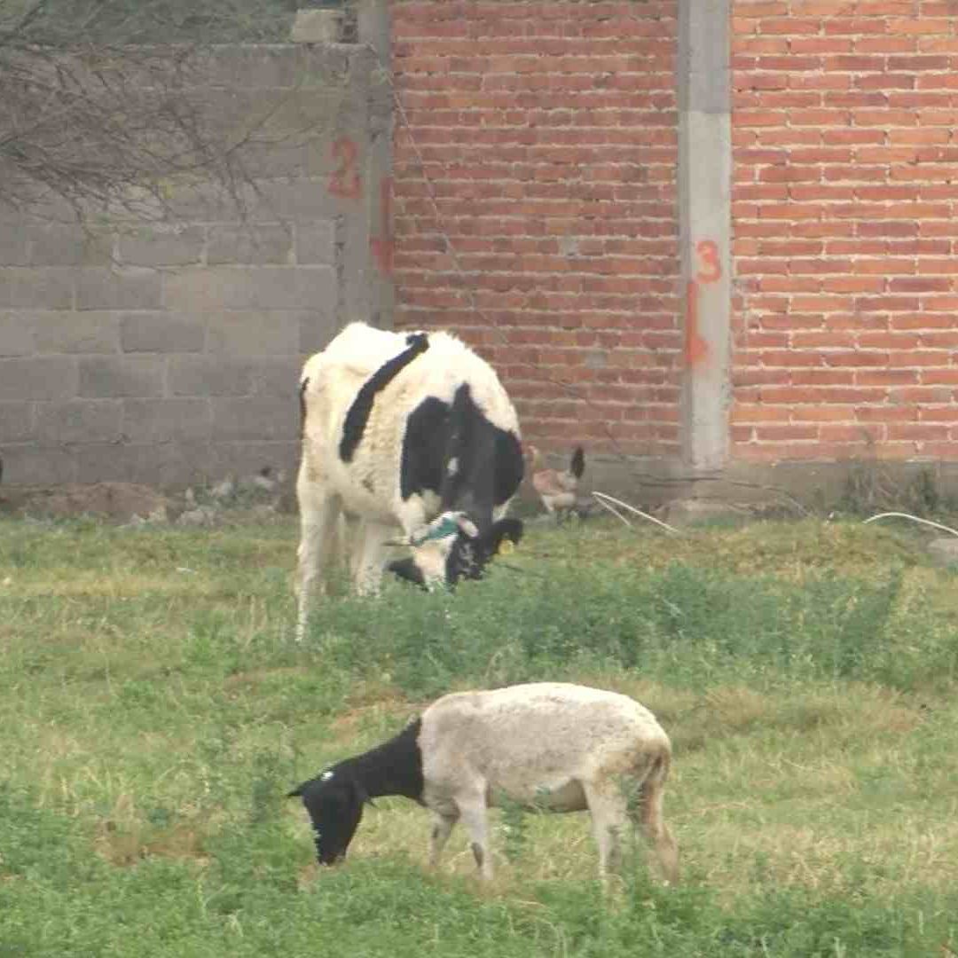 Casos de Gusano Barrenador en SLP
