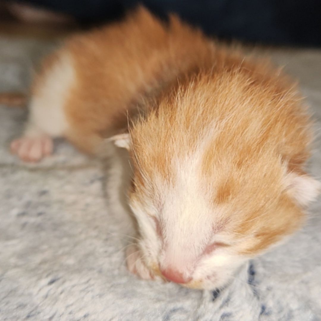 China clona con éxito gatito con insumos y equipo chino