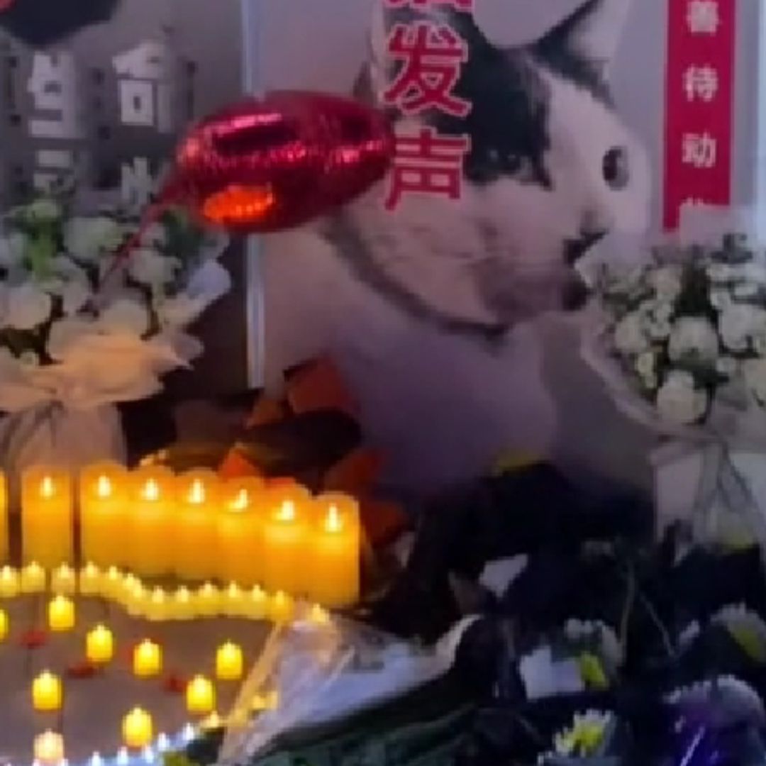 'Cow Cat', Movimiento Contra Abuso y Tortura de Gatos En China