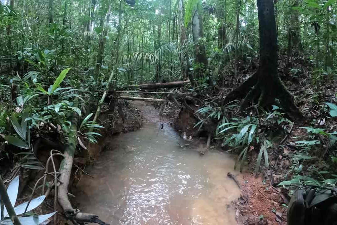 Niños Indígenas Perdidos en Selva Colombiana ‘Están Vivos’: Autoridades
