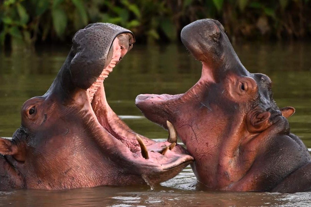 Hipótamos en un río de Colombia
