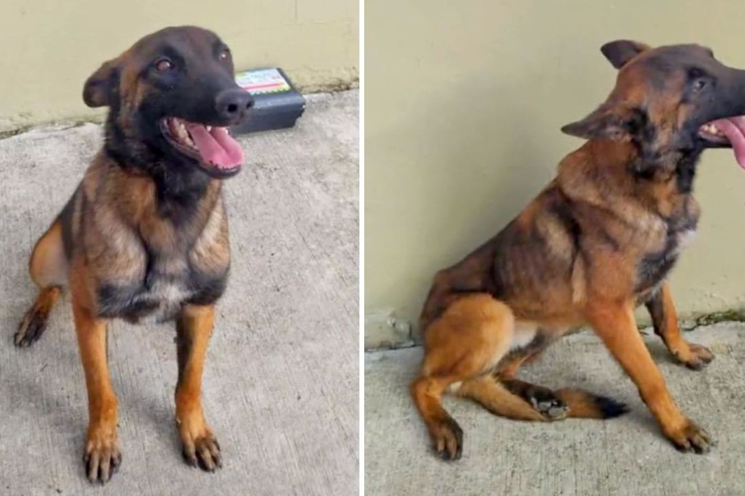Ejército Busca a Perro Rescatista que Ayudó a Niños en la Selva en Colombia