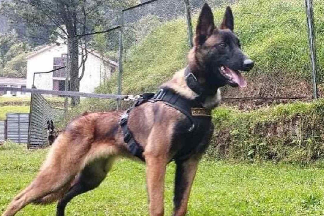 Wilson, el Binonio Canino Perdido en la Selva Colombiana