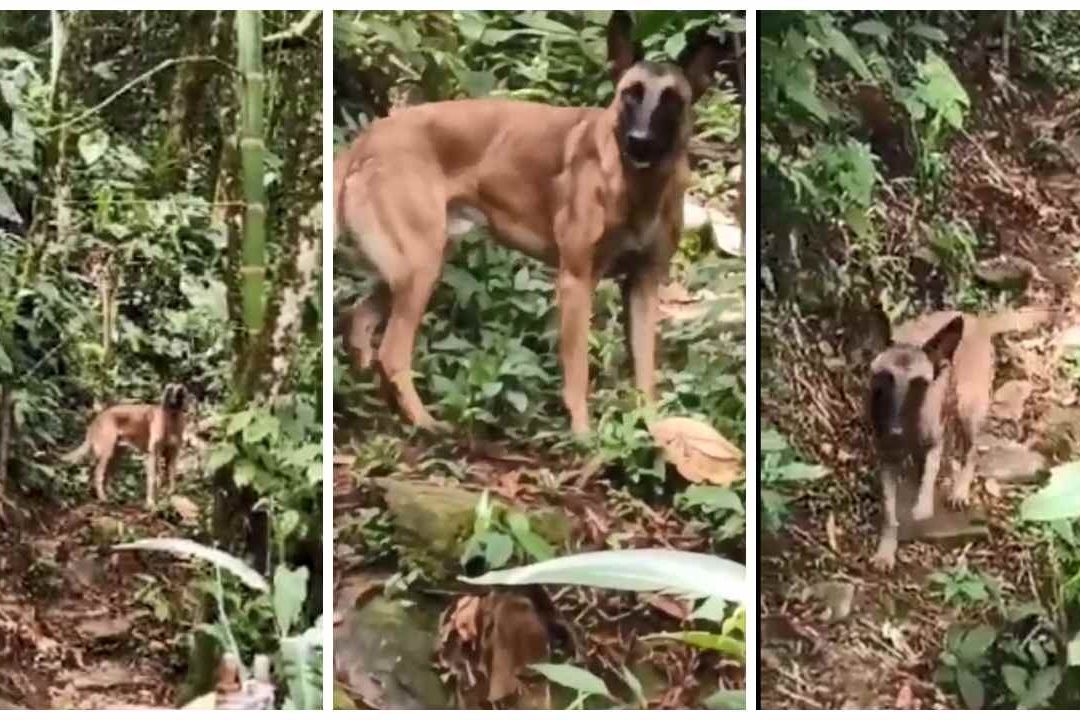 Video: Encuentran a Supuesto Wilson, Perro Rescatista Perdido