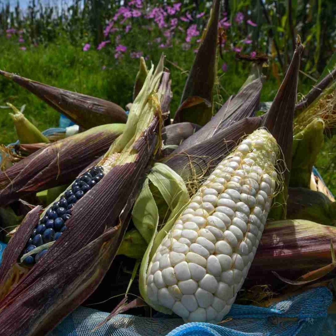 EUA pide a México explicar prohibición de maíz transgénico