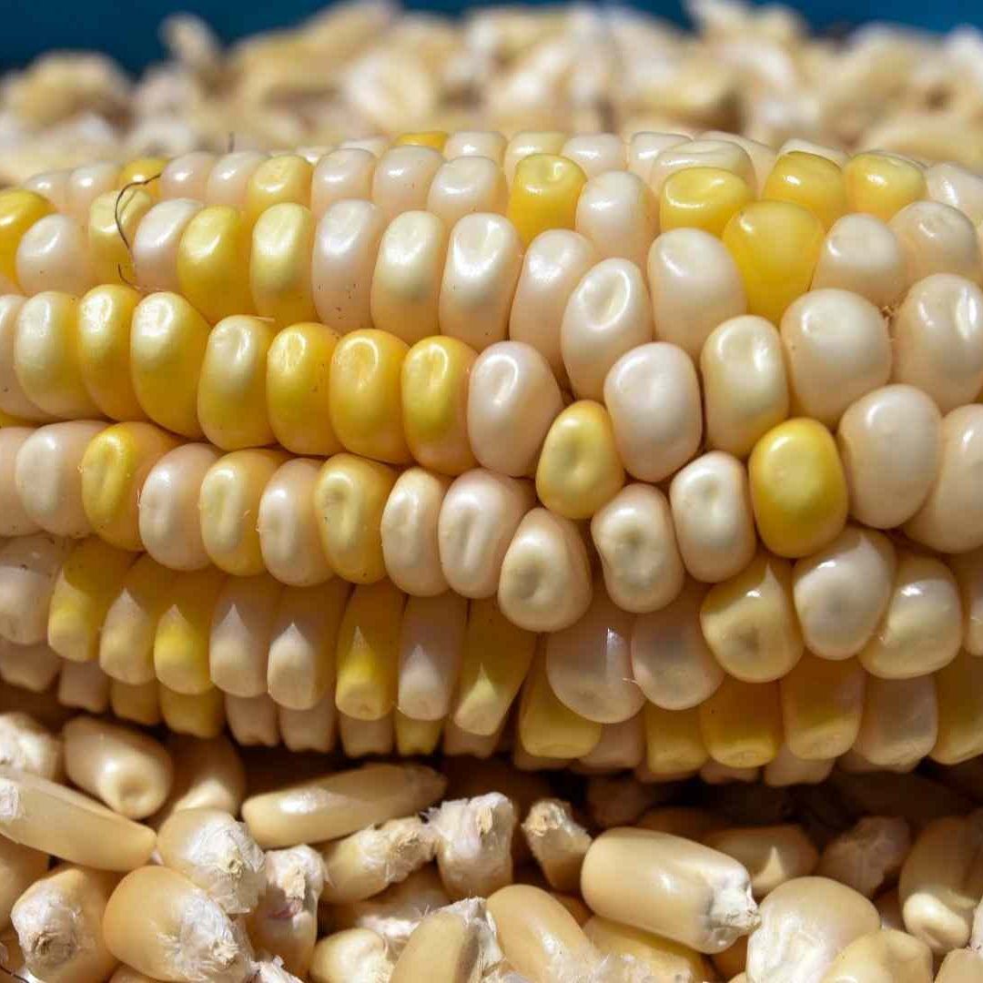 México quiere prohibir el maíz transgénico para consumo humano