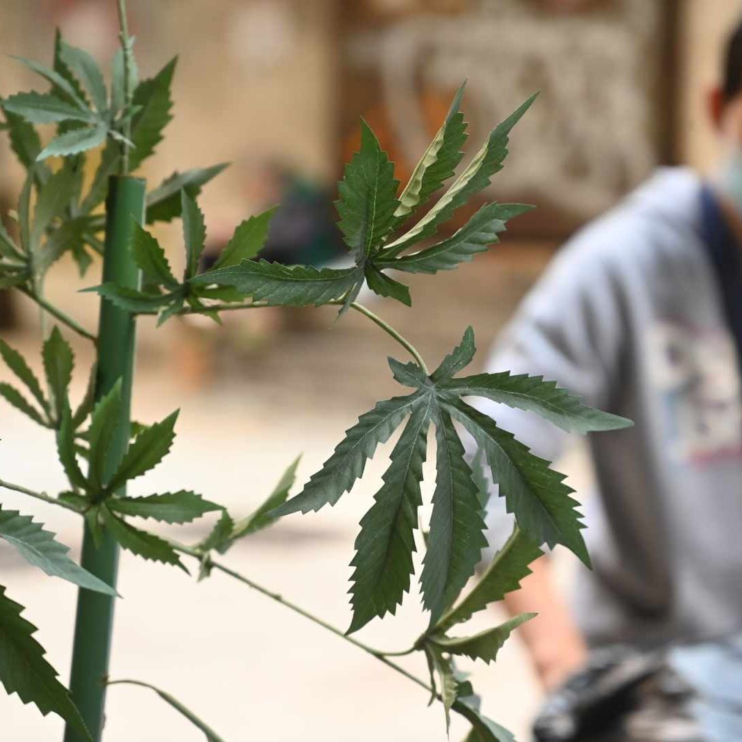 Twitter dijo que permitirá que las empresas de cannabis anuncien, siempre que tengan la licencia adecuada