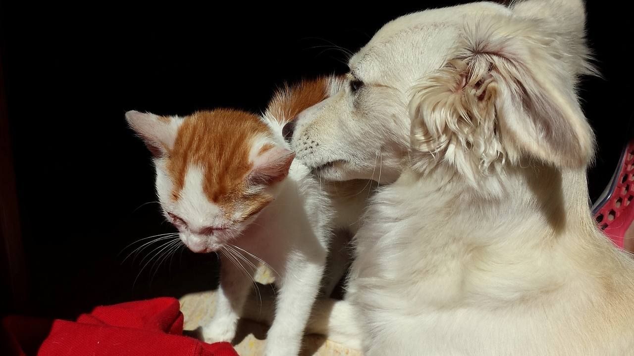 El consumo de carne de perro en Corea del Sur ha caído enormemente en las últimas décadas debido al aumento de mascotas.