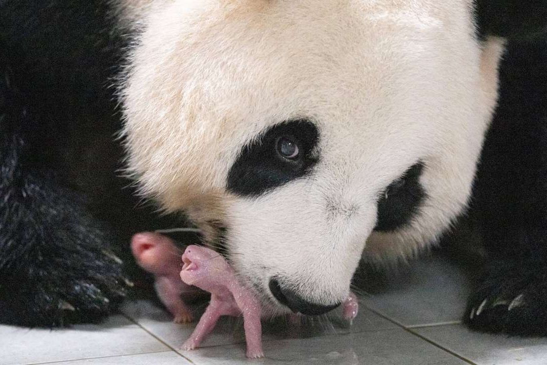 Dos pandas gemelas nacieron por primera vez en el parque Everland de un zoológico en Corea del Sur que cuida a esta especie