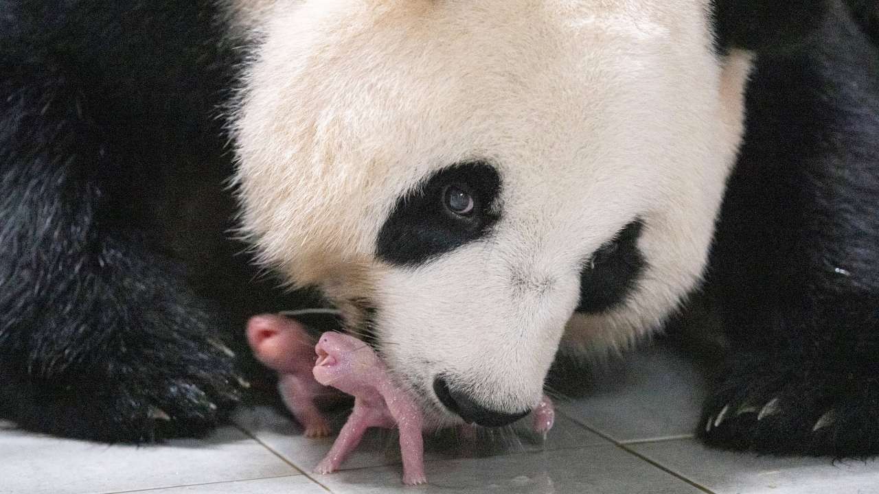 Dos pandas gemelas nacieron por primera vez en el parque Everland de un zoológico en Corea del Sur que cuida a esta especie