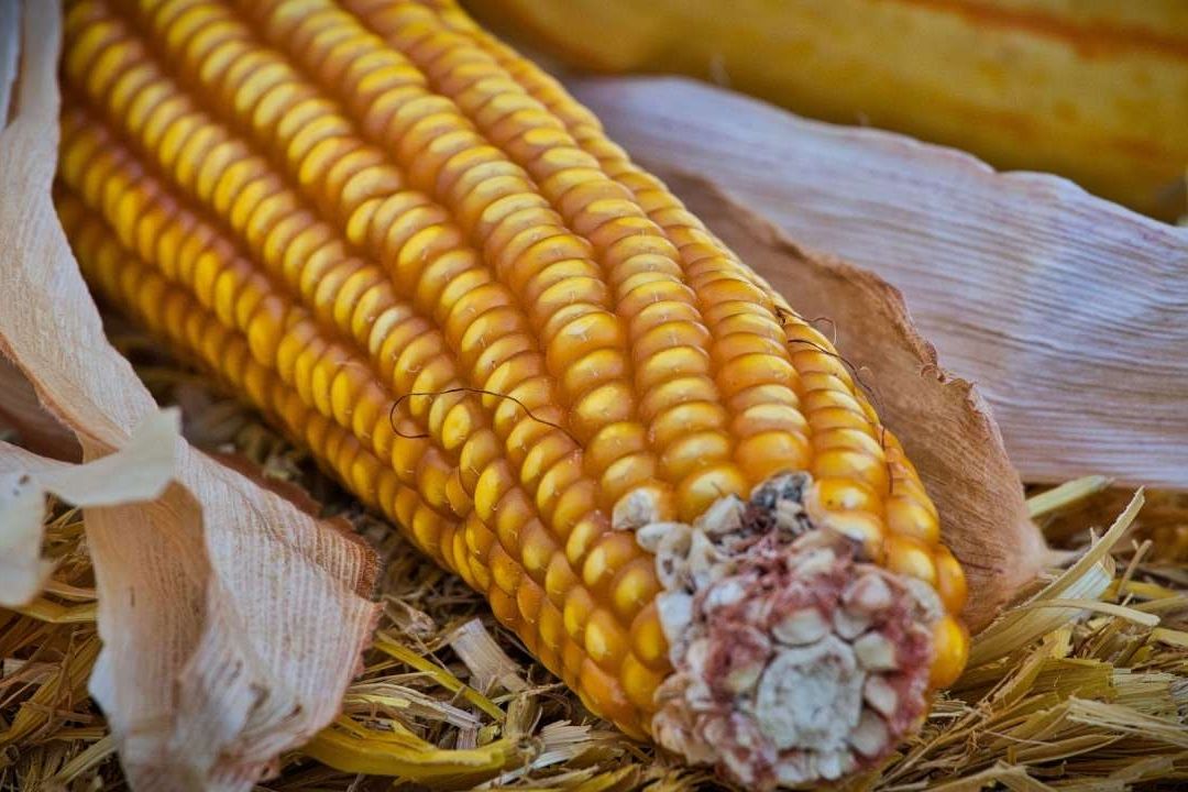 EUA inicia consultas de solución ante disputa con México por maíz transgénico